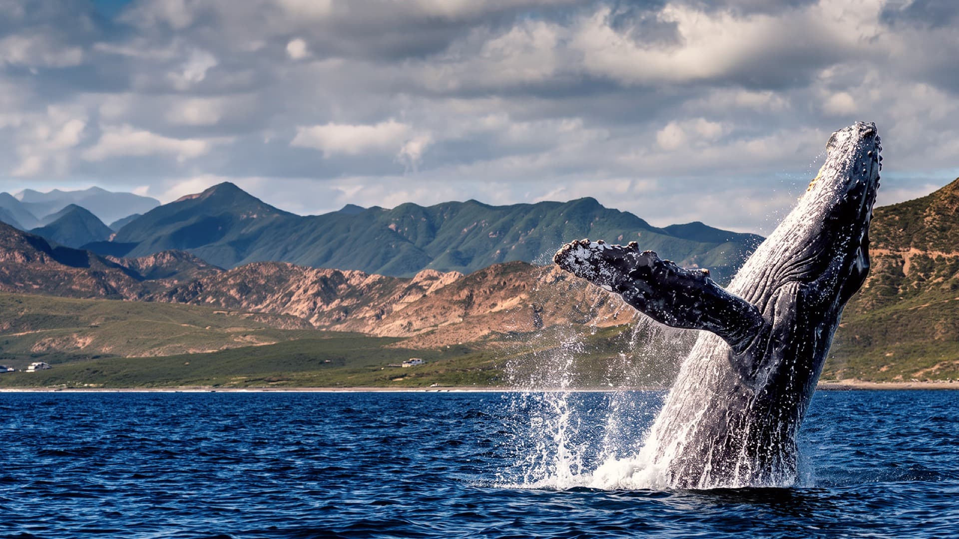 Ballena jorobada saltando frente a la costa de Baja California.